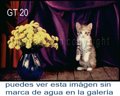 Fotografa GT 20 Gatita Carey con flores, Gatos