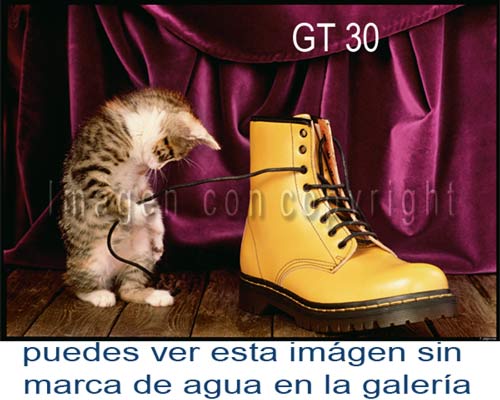 Fotografa GT 30 Gatita Carey con bota, Gatos